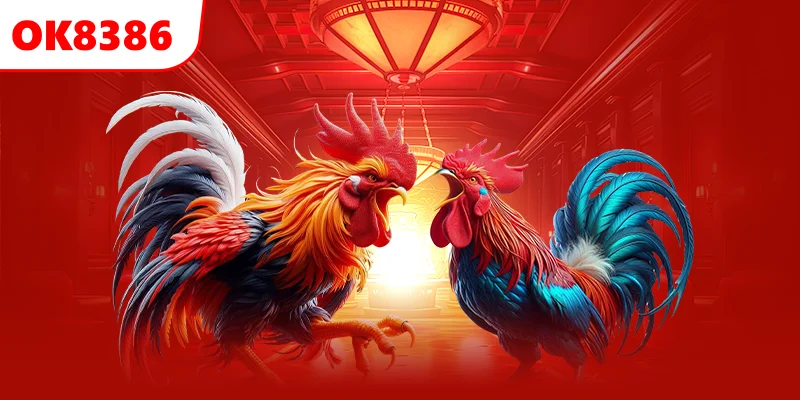 Đá Gà Cựa Dao OK8386 Có Gì Hấp Dẫn Người Chơi 3 Người chơi tìm hiểu kỹ về chiến kê tham gia thi đấu để chọn kèo phù hợp