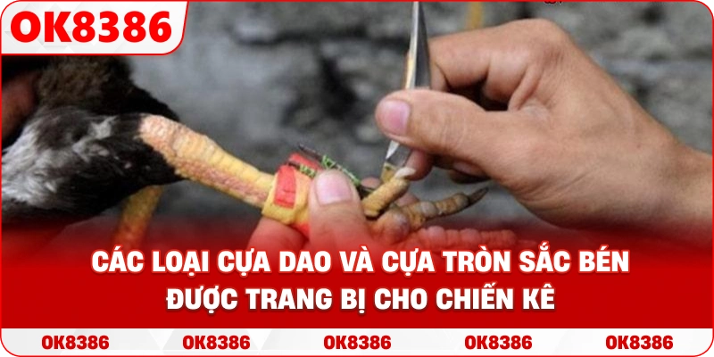 Hình ảnh các loại cựa dao và cựa tròn sắc bén được trang bị cho chiến kê Hình ảnh các loại cựa dao và cựa tròn sắc bén được trang bị cho chiến kê